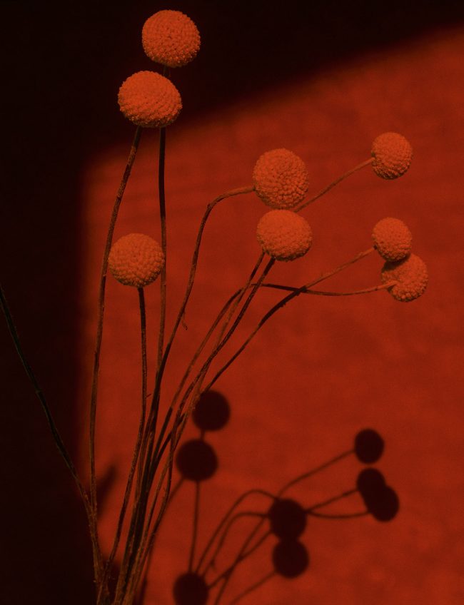 Foto: LE MILE MAGAZINE »White Rabbit« — Laura Palm