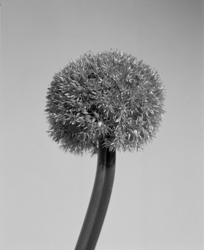 Foto: JUNGLE MAGAZINE »Blooming Meadow« — Laura Palm