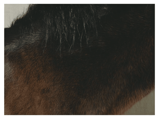 Massimo Dutti Lunar new yeat